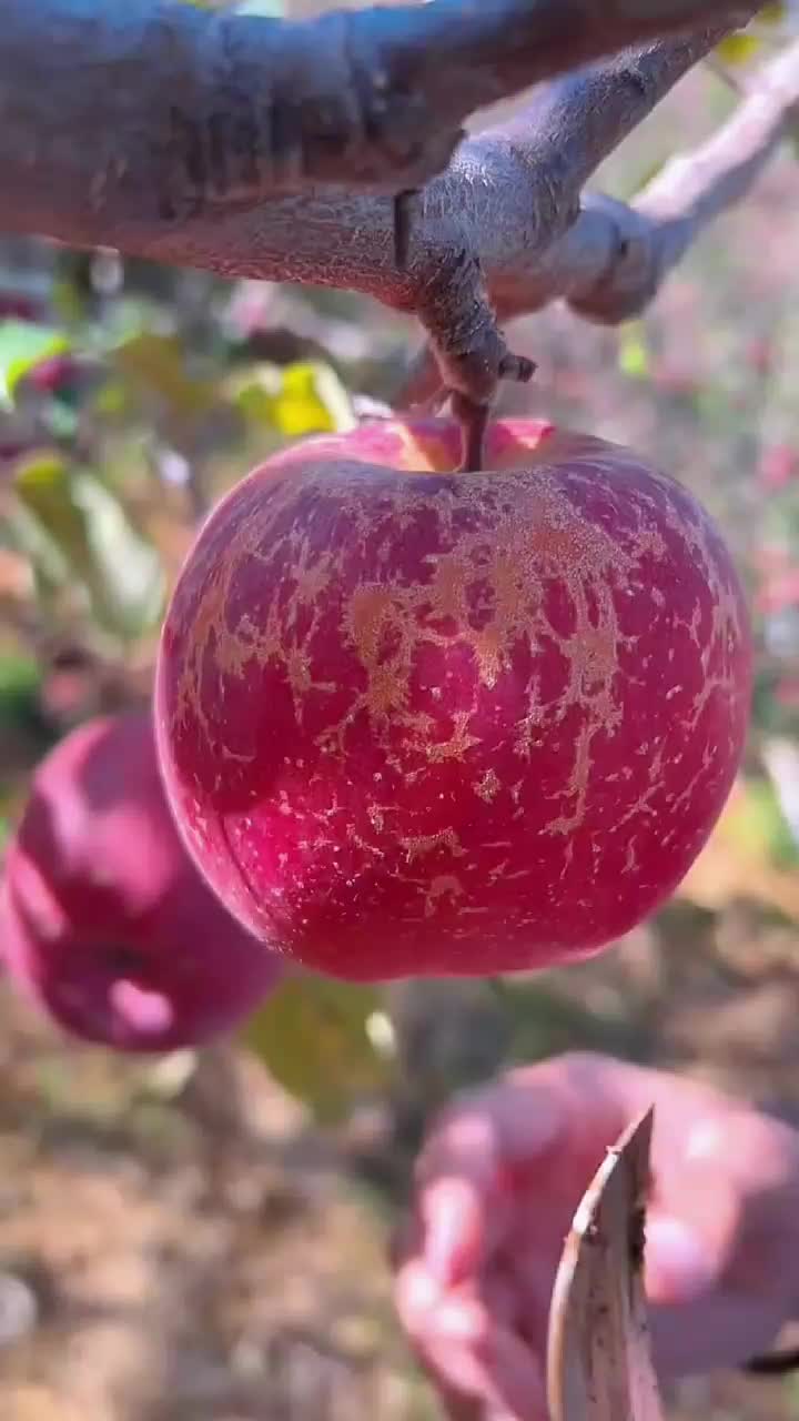 fruitshouse.28 - Video 81