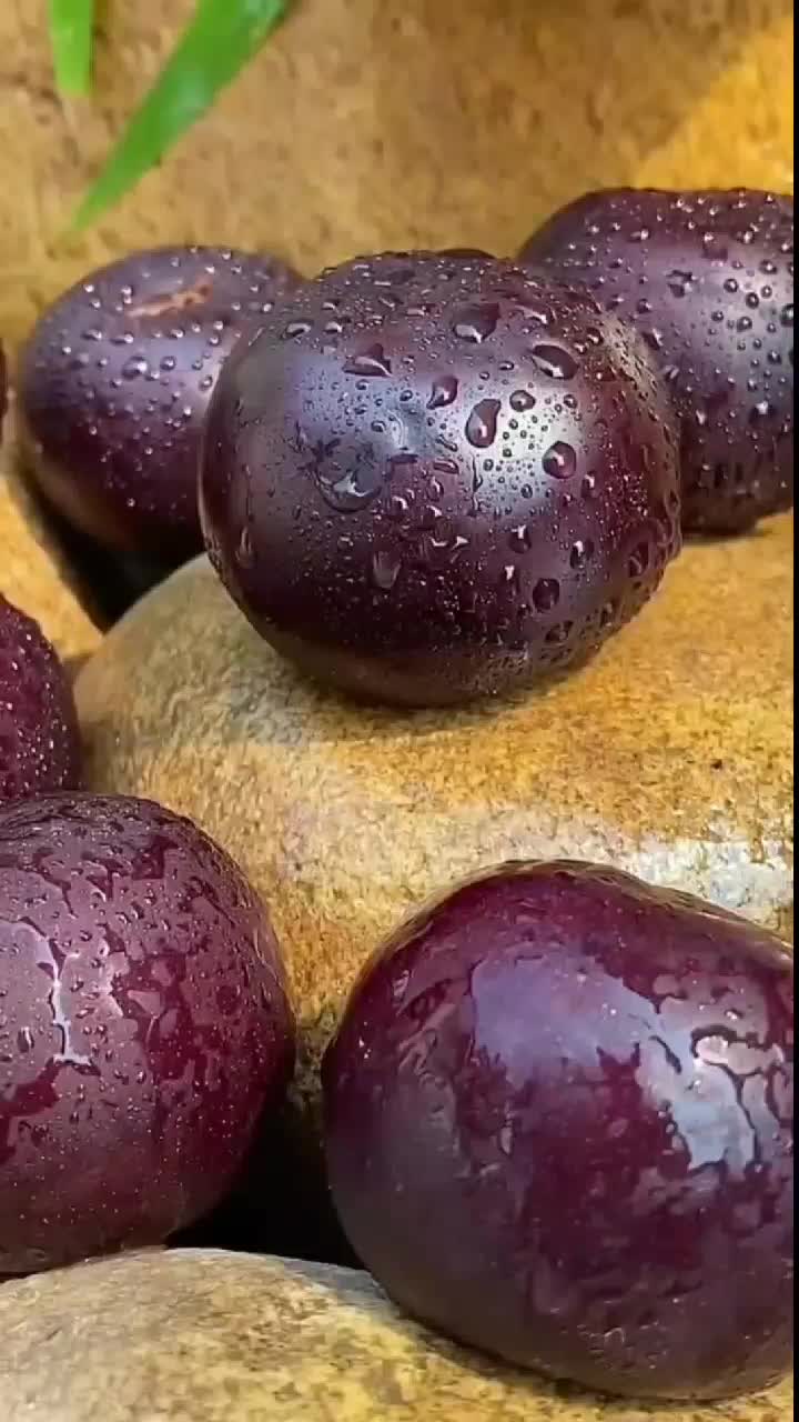 fruitshouse.28 - Video 35