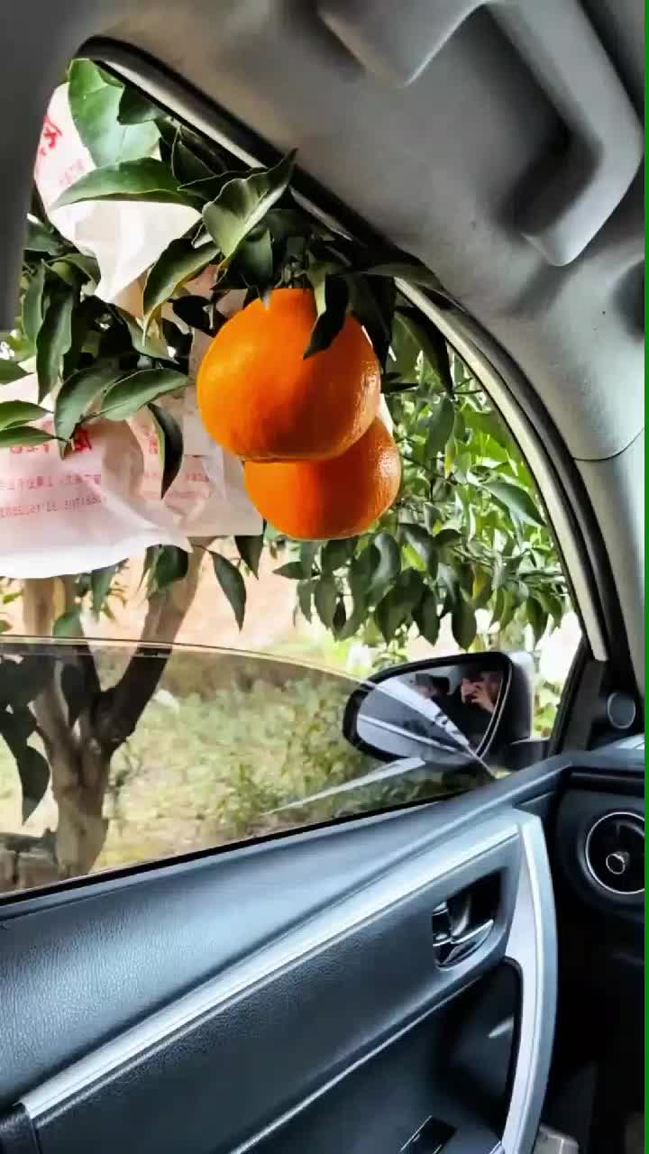 fruitshouse.28 - Video 28