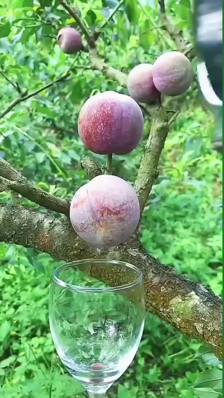 fruitshouse.28 - Video 63