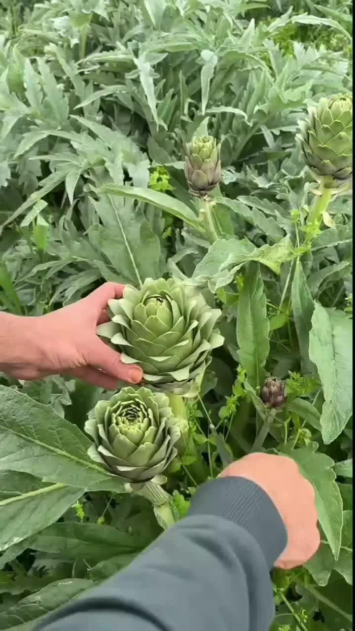 fruitshouse.28 - Video 100