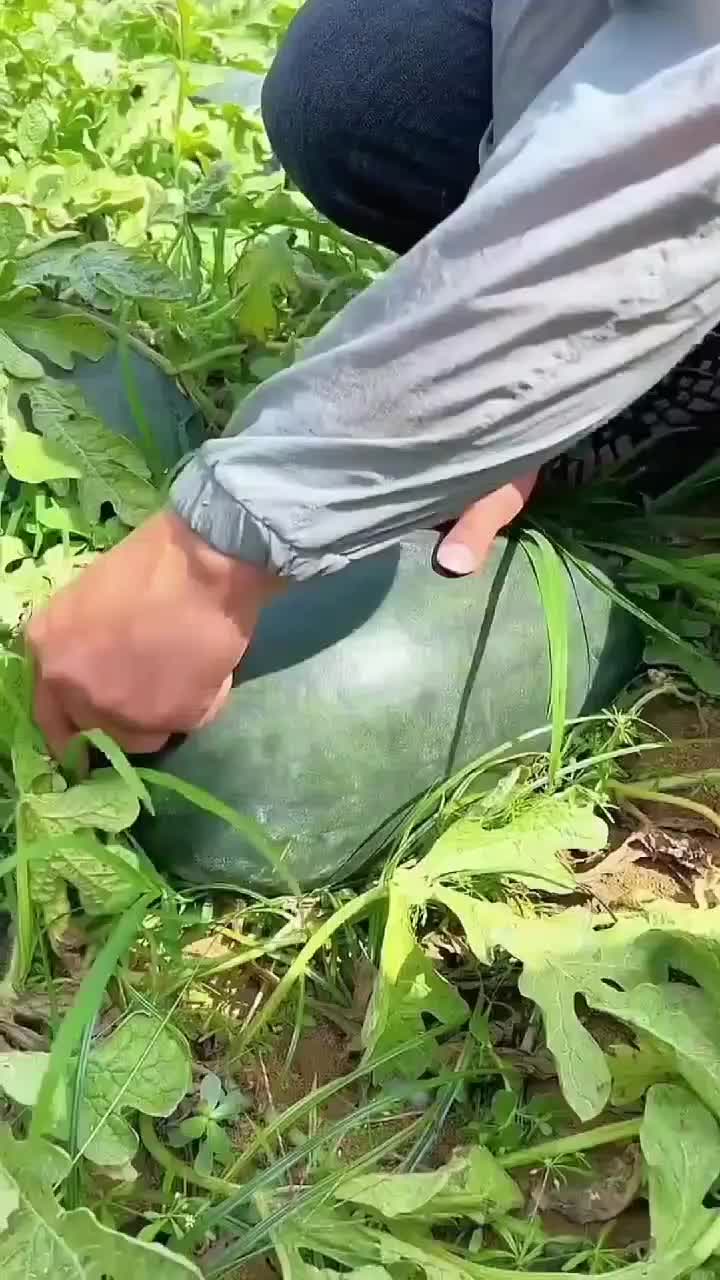 fruitshouse.28 - Video 27