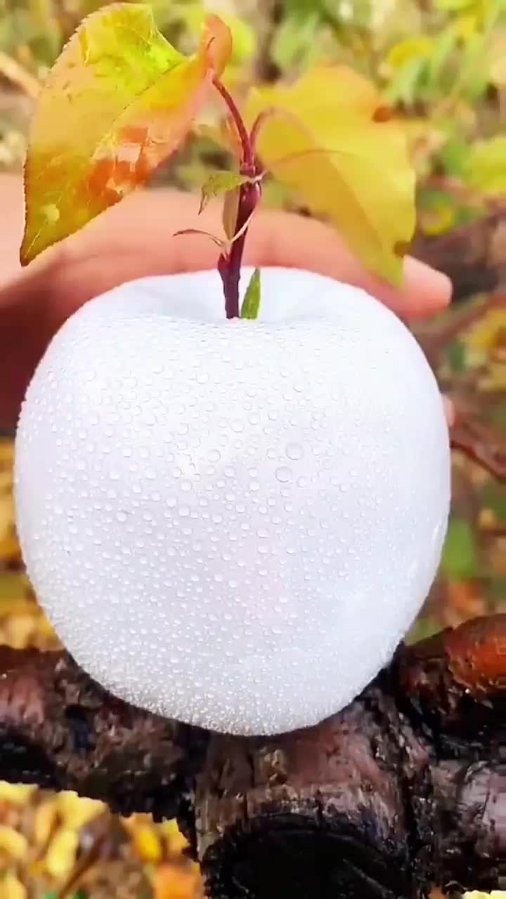 fruitshouse.28 - Video 120