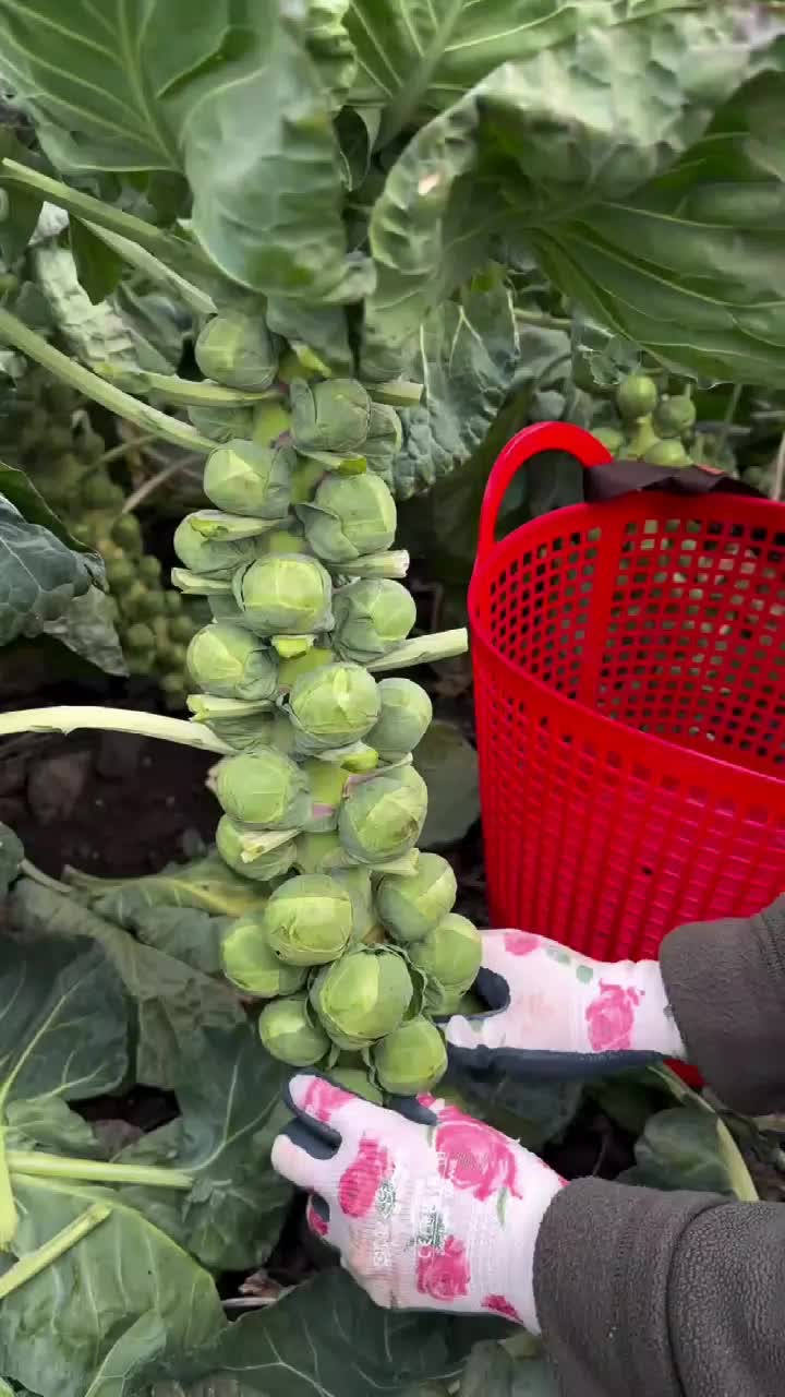 fruitshouse.28 - Video 12