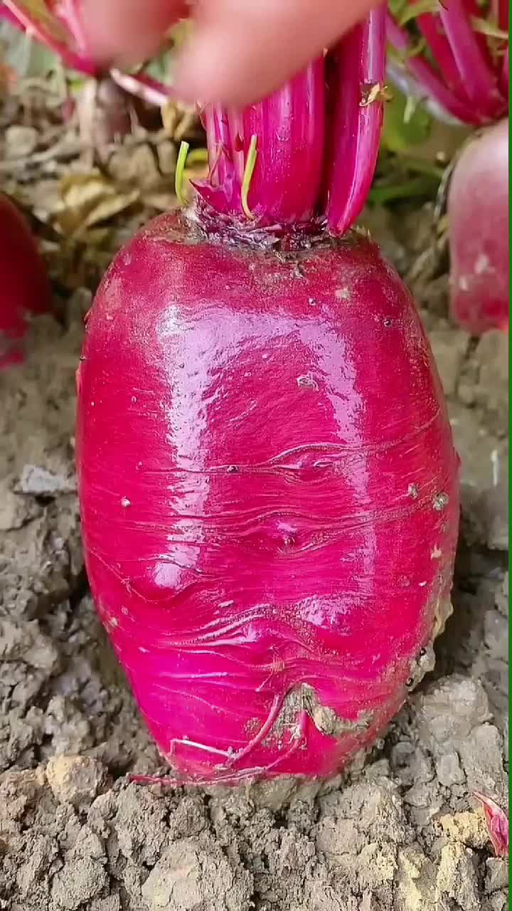 fruitshouse.28 - Video 89