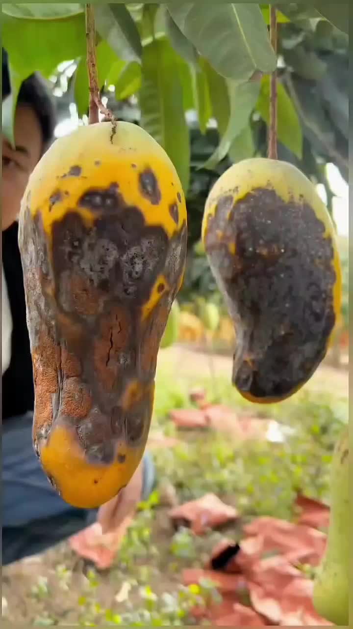 fruitshouse.28 - Video 37